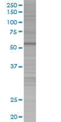 PHACS transfected lysate.
