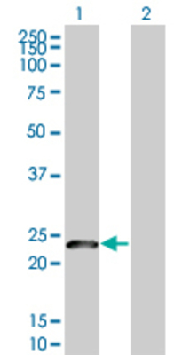 Lane 1: NDFIP1 transfected lysate (24.9 KDa) Lane 2: Non-transfected lysate.