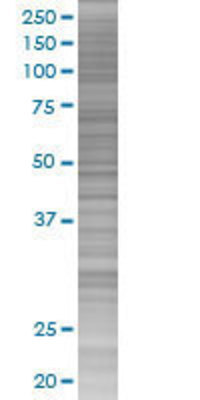 ZFP161 transfected lysate.