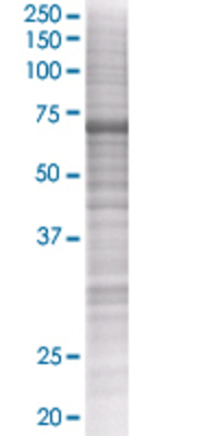 RPA1 transfected lysate.