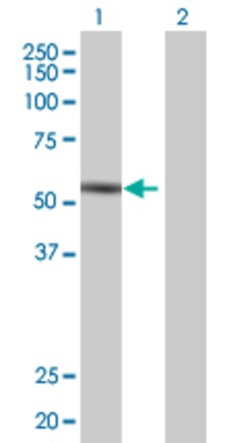 Lane 1: IHPK1 transfected lysate (50.2 KDa) Lane 2: Non-transfected lysate.