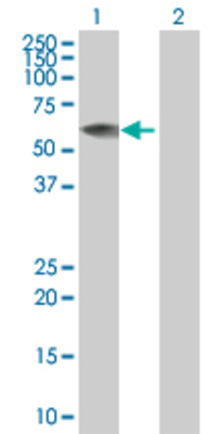 Lane 1: RGS7 transfected lysate (56.8 KDa). Lane 2: Non-transfected lysate.
