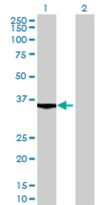 Lane 1: EXOD1 transfected lysate (36.19 KDa) Lane 2: Non-transfected lysate.