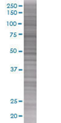 GPR3 transfected lysate