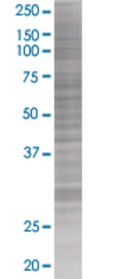 TNFRSF14 transfected lysate.