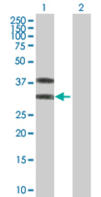 Lane 1: TNFRSF14 transfected lysate (30.4 KDa) Lane 2: Non-transfected lysate.