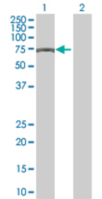 Lane 1: ZNF18 transfected lysate (62.3 KDa) Lane 2: Non-transfected lysate.