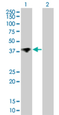 Lane 1: WDR51A transfected lysate (40.15 KDa) Lane 2: Non-transfected lysate.