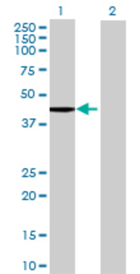 Lane 1: TDO2 transfected lysate (44.77 KDa) Lane 2: Non-transfected lysate.