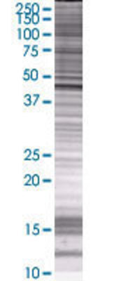 TDO2 transfected lysate.