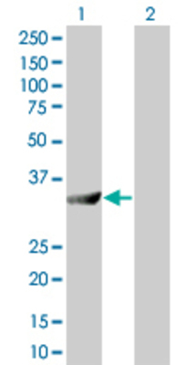Lane 1: SERPINA5 transfected lysate (43.01 KDa) Lane 2: Non-transfected lysate.