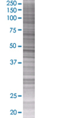 KREMEN2 transfected lysate.