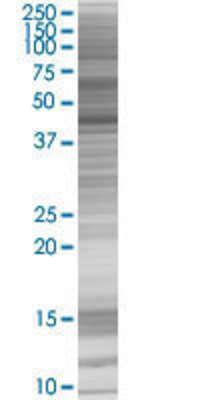 PAH transfected lysate.