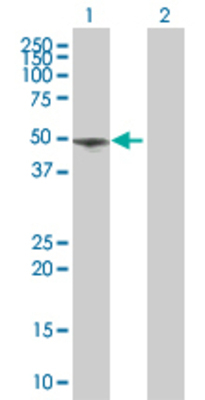 Lane 1: SERPINH1 transfected lysate (46.4 KDa). Lane 2: Non-transfected lysate.
