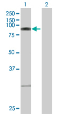 Lane 1: XRCC1 transfected lysate (69.5 KDa) Lane 2: Non-transfected lysate.