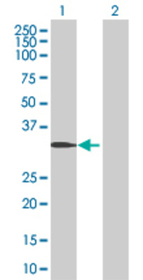 Lane 1: B3GALT3 transfected lysate (39.5 KDa) Lane 2: Non-transfected lysate.