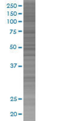 B3GALT3 transfected lysate.