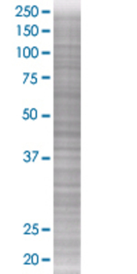 DIRAS2 transfected lysate