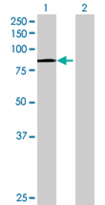 Lane 1: CENTB2 transfected lysate (85.69 KDa) Lane 2: Non-transfected lysate.