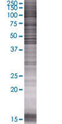 PSCD1 transfected lysate.