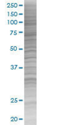 PDCD1 transfected lysate.