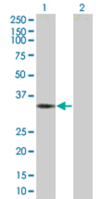 Lane 1: PDCD1 transfected lysate (31.79 KDa) Lane 2: Non-transfected lysate.