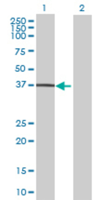 Lane 1: GLRX3 transfected lysate (36.96 KDa) Lane 2: Non-transfected lysate.