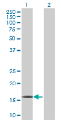 Lane 1: RPP21 transfected lysate (17.05 KDa) Lane 2: Non-transfected lysate.