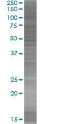 IFNA4 transfected lysate.