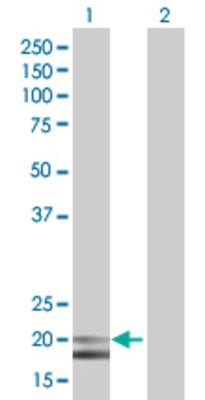 Lane 1: IFNA4 transfected lysate (21.8 KDa) Lane 2: Non-transfected lysate.