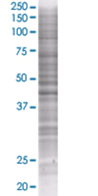 ISL1 transfected lysate.