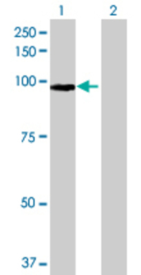 Lane 1: FBXO11 transfected lysate (92.84 KDa) Lane 2: Non-transfected lysate.