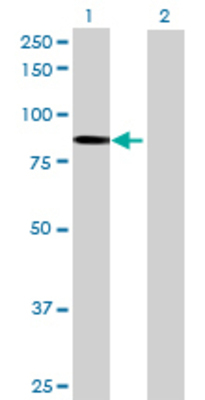 Lane 1: CARS transfected lysate (82.39 KDa) Lane 2: Non-transfected lysate.