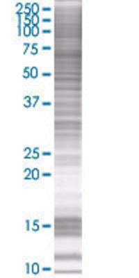 GPR31 transfected lysate.