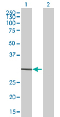 Lane 1: GPR31 transfected lysate (35.1 KDa) Lane 2: Non-transfected lysate.