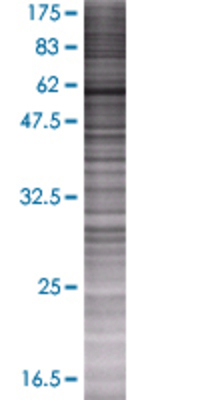 RNPEP transfected lysate.