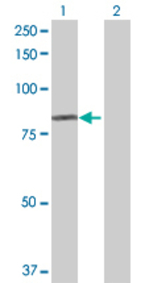 Lane 1: RNPEP transfected lysate (71.61 KDa) Lane 2: Non-transfected lysate.