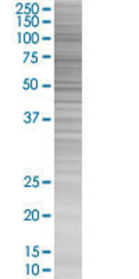 RGS13 transfected lysate.