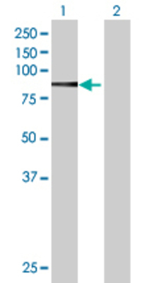 Lane 1: PSMD2 transfected lysate (99.99 KDa) Lane 2: Non-transfected lysate.