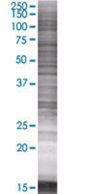 FLJ10357 transfected lysate.