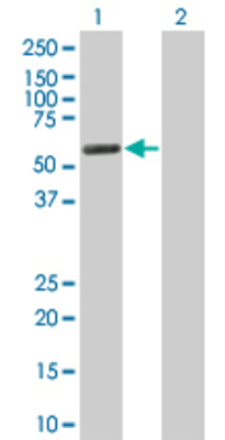 Lane 1: TRIM46 transfected lysate (54.89 KDa) Lane 2: Non-transfected lysate.
