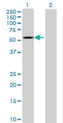 Lane 1: PRUNE transfected lysate (49.94 KDa) Lane 2: Non-transfected lysate.
