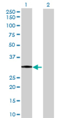 Lane 1: DHRSX transfected lysate (36.41 KDa) Lane 2: Non-transfected lysate.