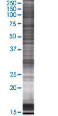 ARMCX1 transfected lysate.