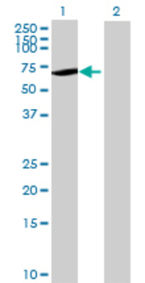 Lane 1: RIPK5 transfected lysate (64.68 KDa) Lane 2: Non-transfected lysate.