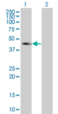 Lane 1: RSAFD1 transfected lysate (42.35 KDa) Lane 2: Non-transfected lysate.