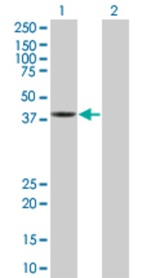 Lane 1: GMPPA transfected lysate (46.31 KDa) Lane 2: Non-transfected lysate.