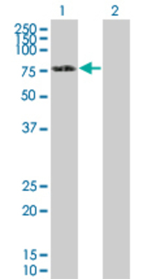 Lane 1: DDX5 transfected lysate (67.54 KDa) Lane 2: Non-transfected lysate.