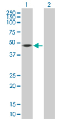 Lane 1: FKBP5 transfected lysate (51.2 KDa) Lane 2: Non-transfected lysate.
