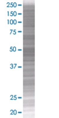 FKBP8 transfected lysate.